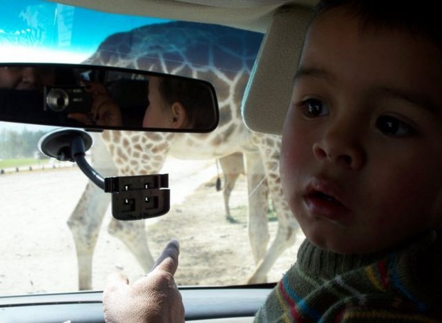 Animales fuera del vehiculo